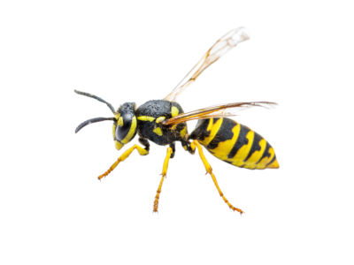 Yellow,Jacket,Wasp,Insect,Isolated,On,White